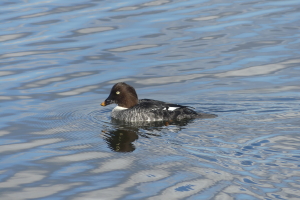 Wildlife Sightings for 16th February 2023